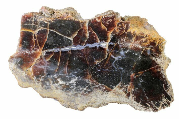 Cretaceous Petrified Wood (Palm) Slab - New Mexico #163665